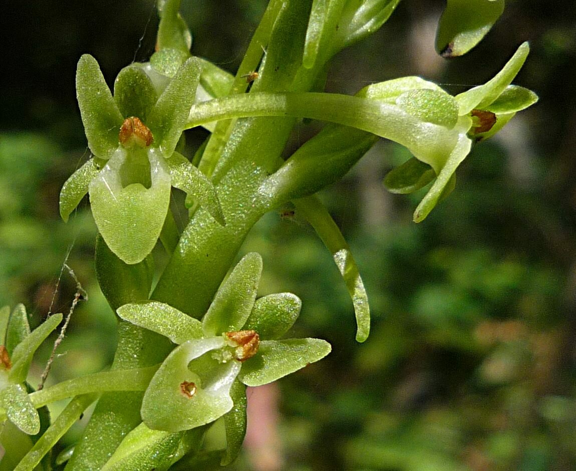 High Resolution Piperia michaelii Flower